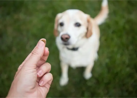 Owner giving dog small treat