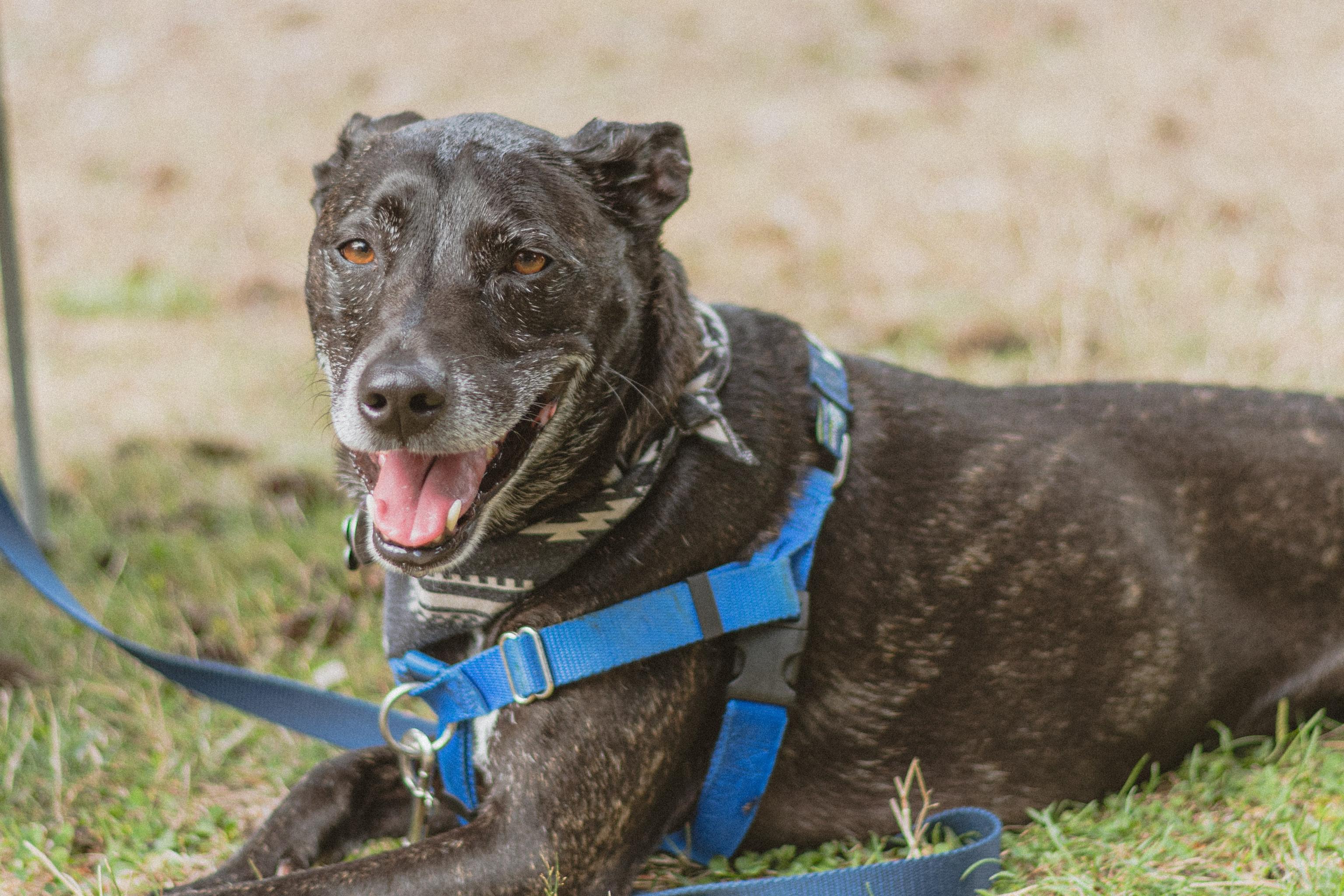 adult senior black mutt dog