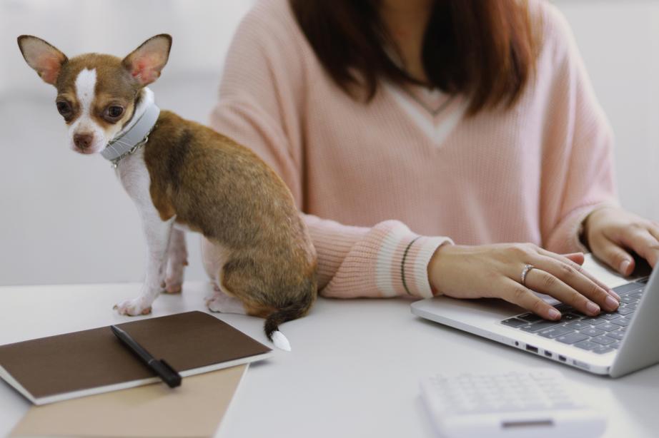 Working from home with puppy