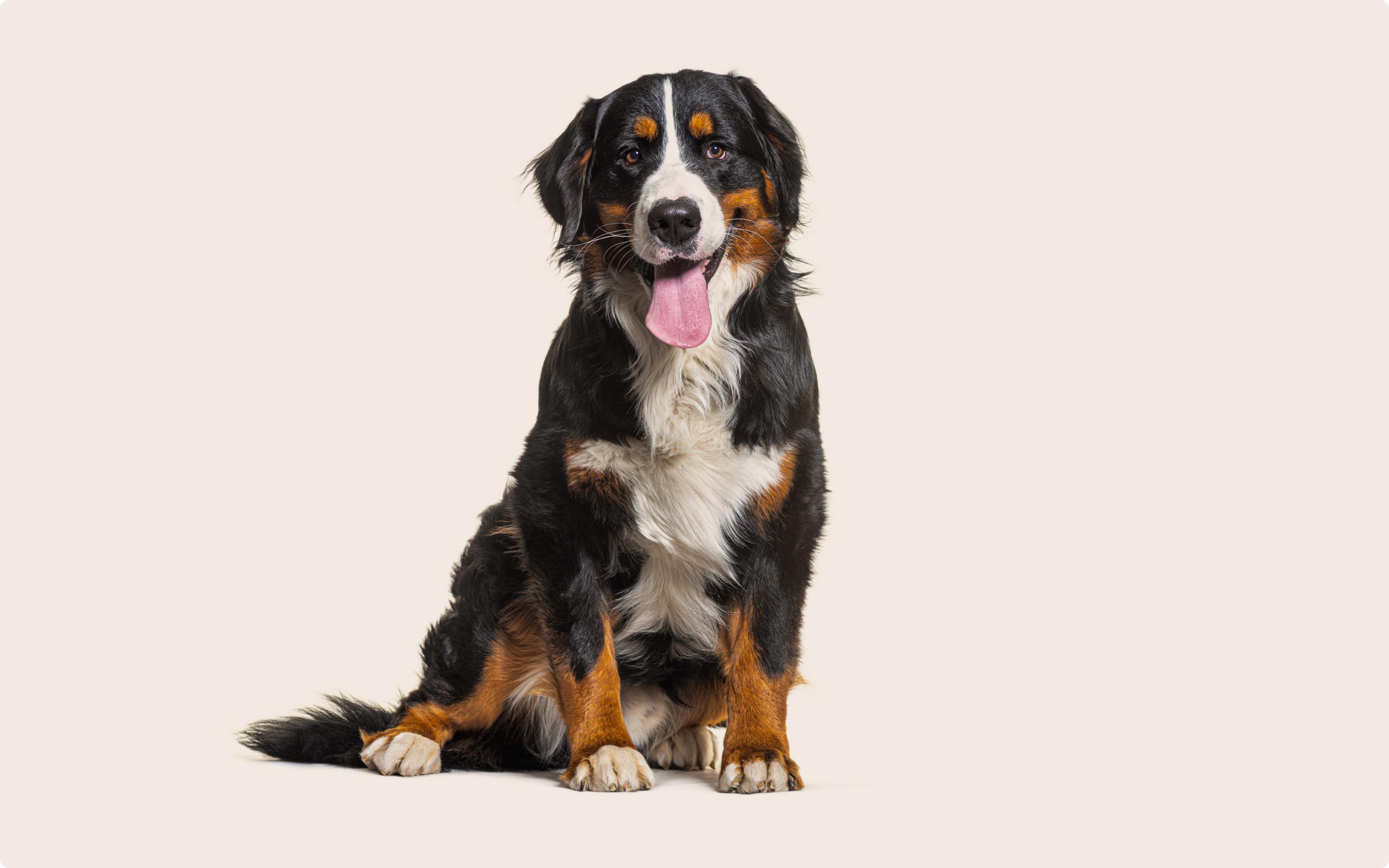 A Bernese Mountain Dog with a black, white, and brown coat, sitting against a light beige background, looking directly at the camera with its tongue out.