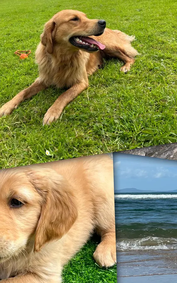 Montage of Bertie, a Golden Retriever