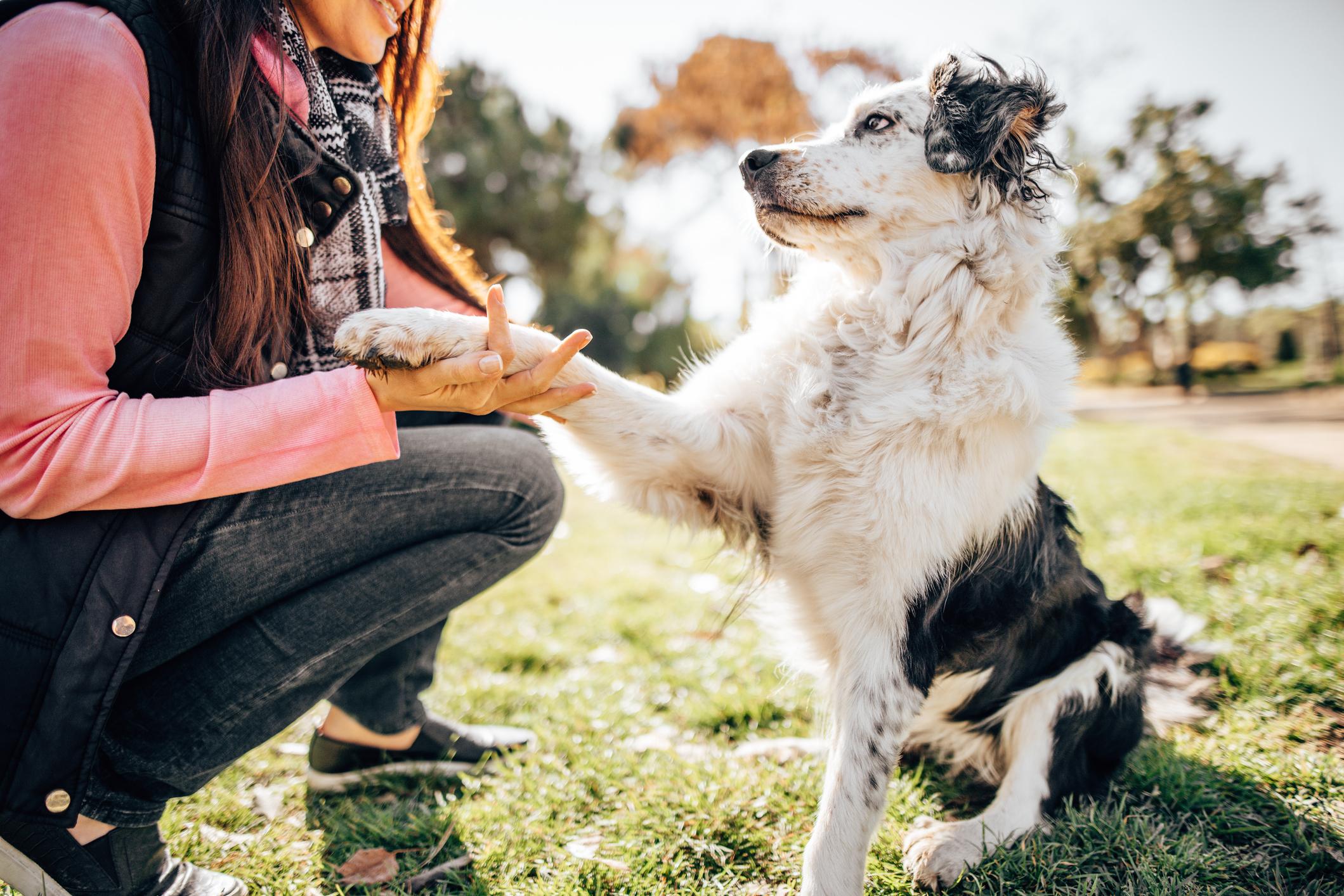 Image of a Border Collie offering its paw as part of training