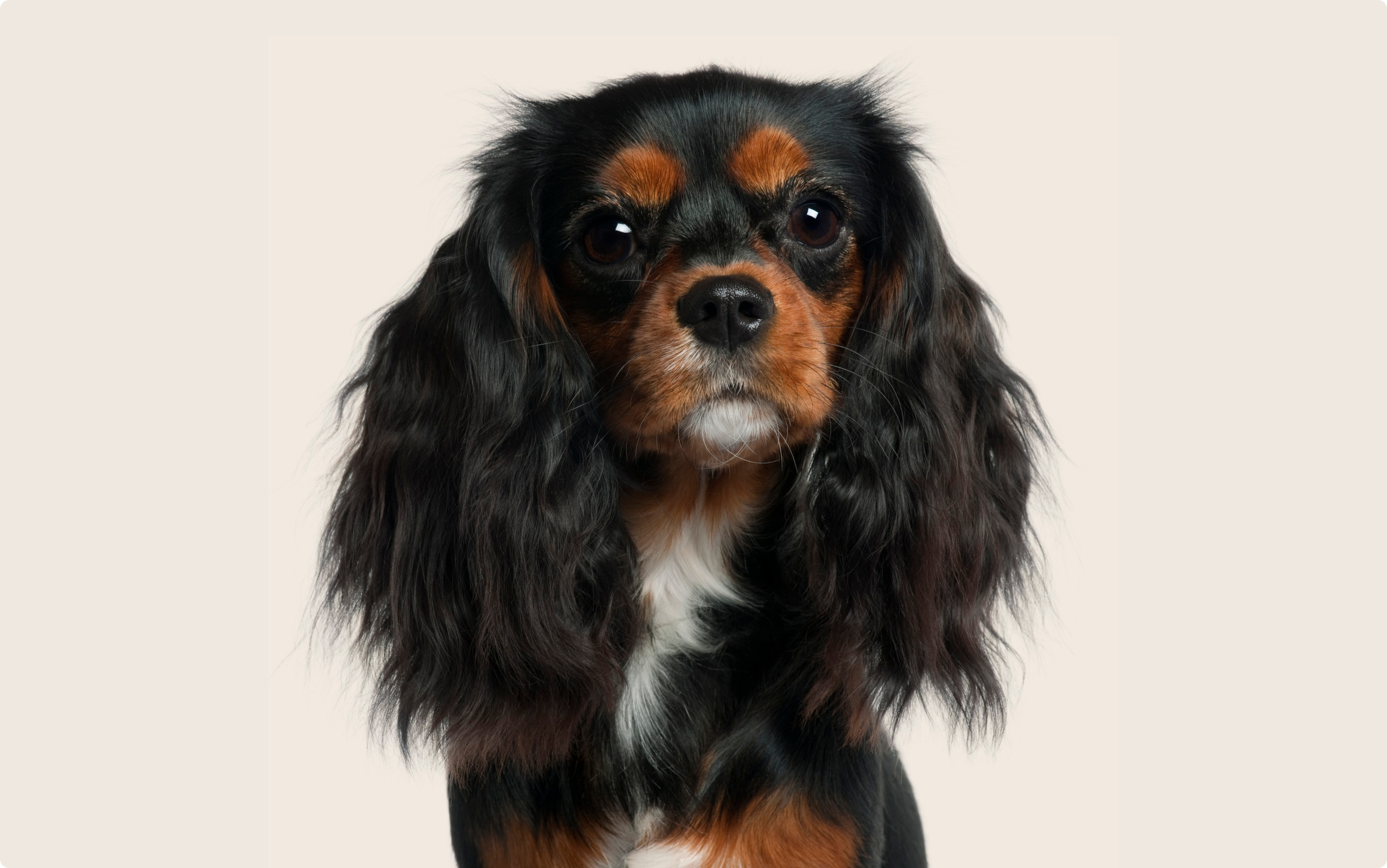 Black-and-brown Cavalier King Charles Spaniel  looking into the camera on a beige background