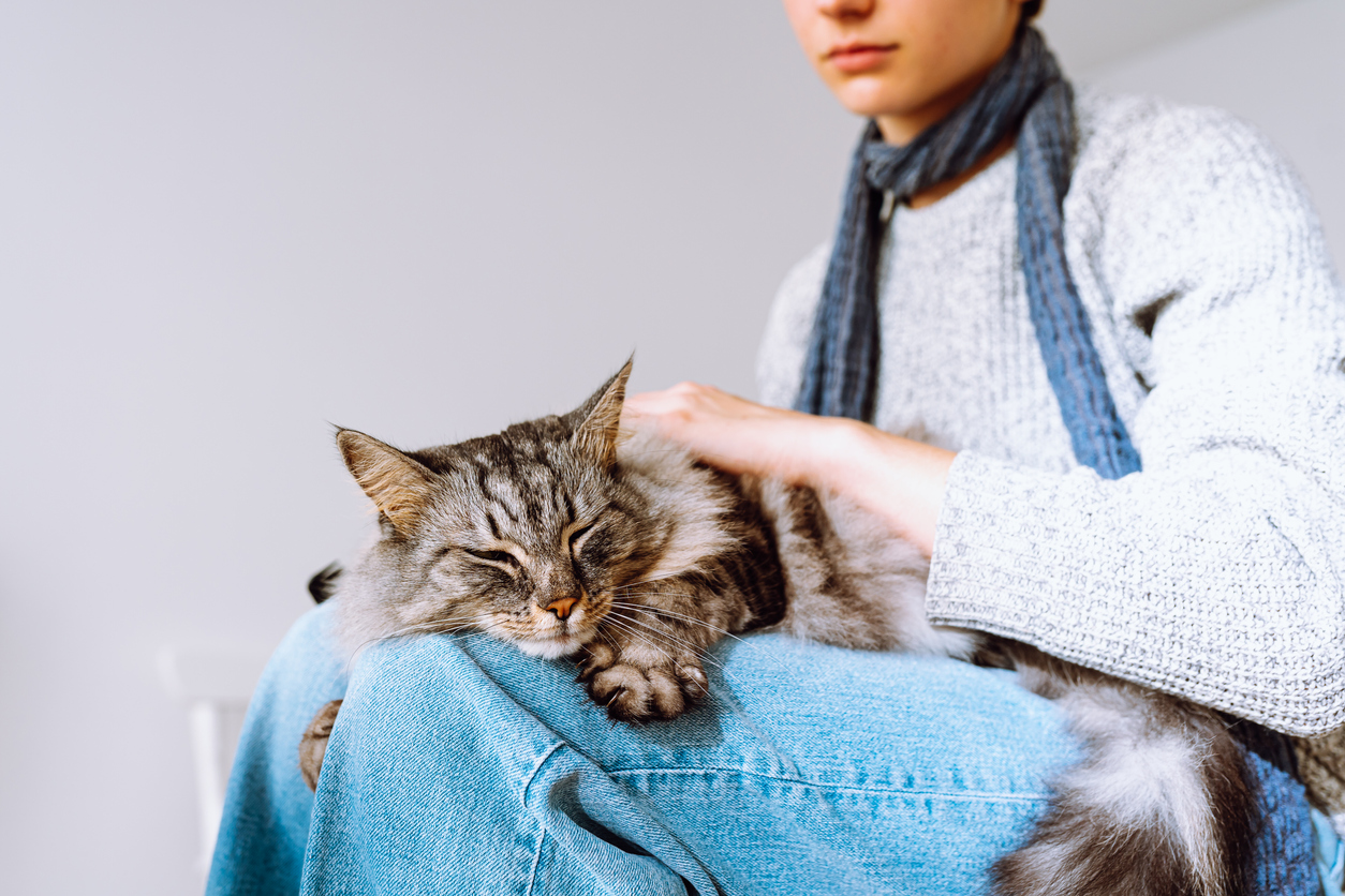 Cat sitting on someones lap