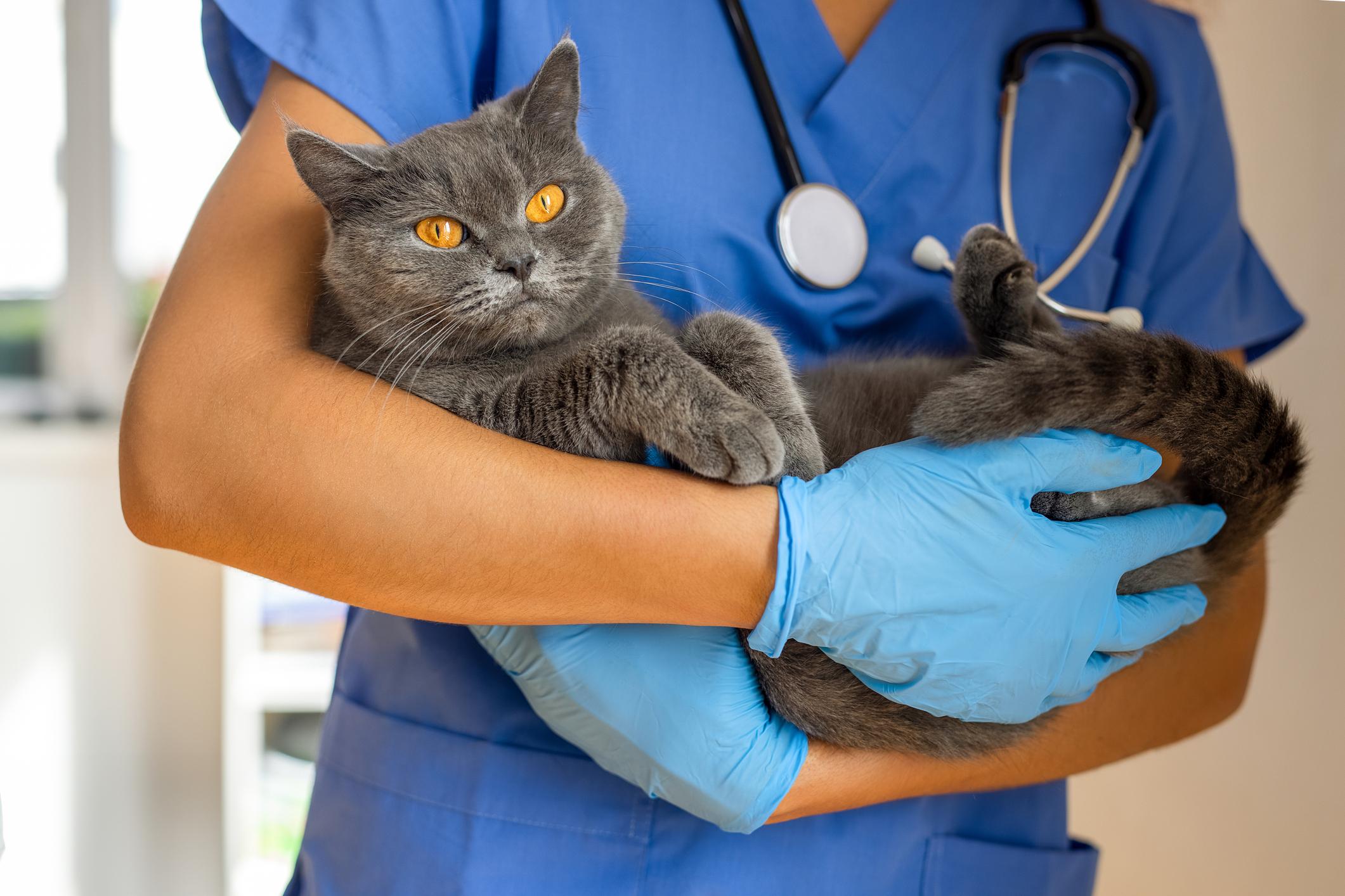 Veterinarian in blue scrubs and gloves holding a calm gray cat with bright orange eyes.