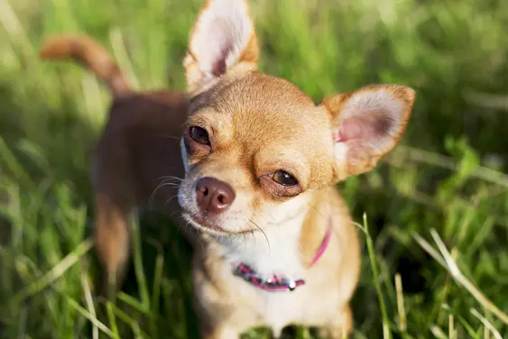 Fawn coloured Chihuahua