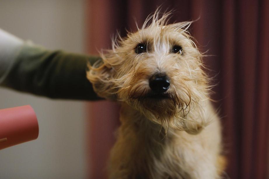 lurcher cross tan colored dog gtting hair blown out with pink hair dryer on blurred out background