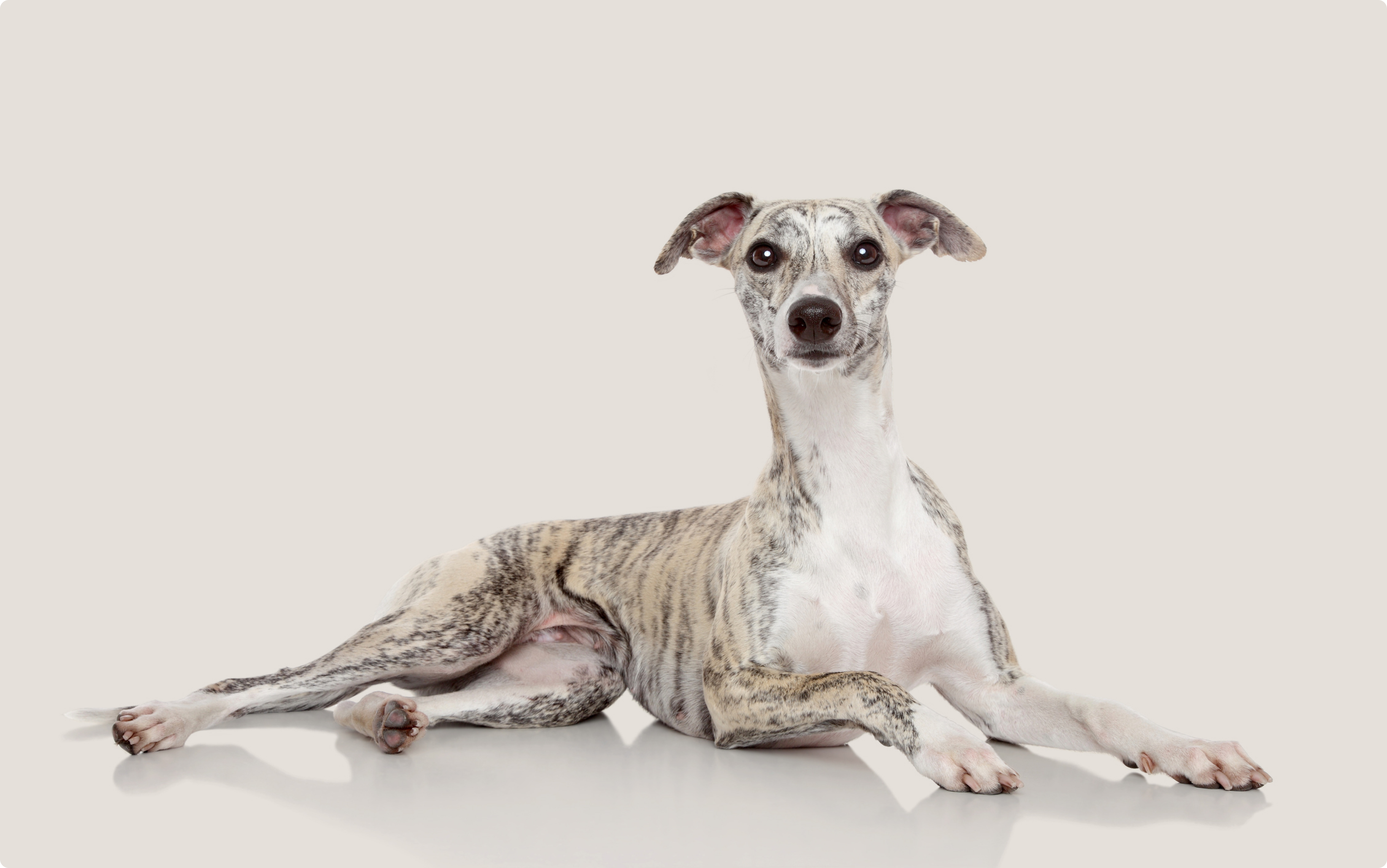 A light brindle Whippet lying down against a light beige background, looking directly at the camera with alert ears and a calm expression.